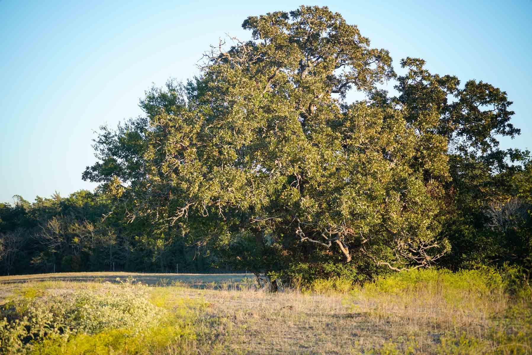Windy Hill Ranch property picture 24 of 46
