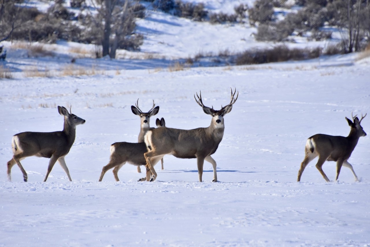Circle S West Ranch property picture 26 of 80
