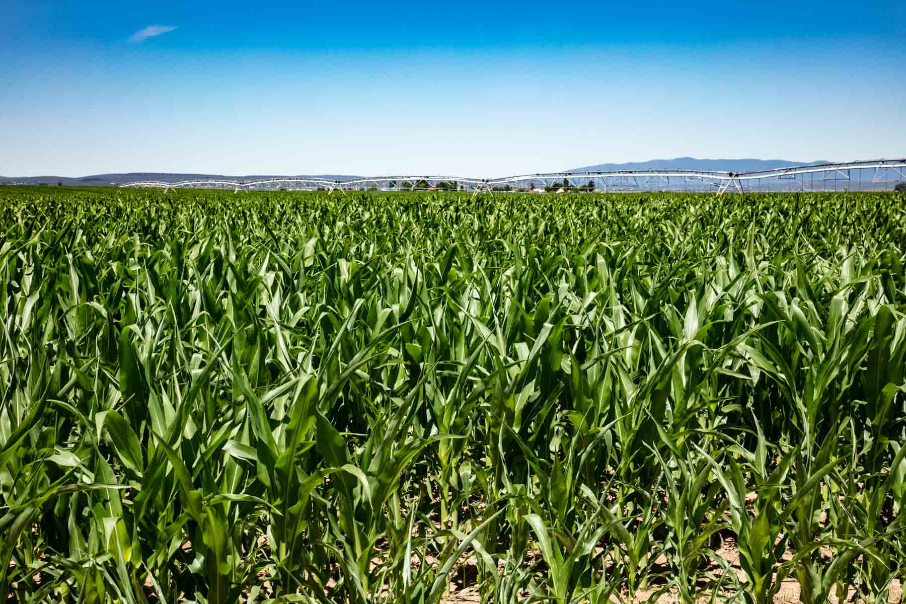 King Farms property picture 2 of 10