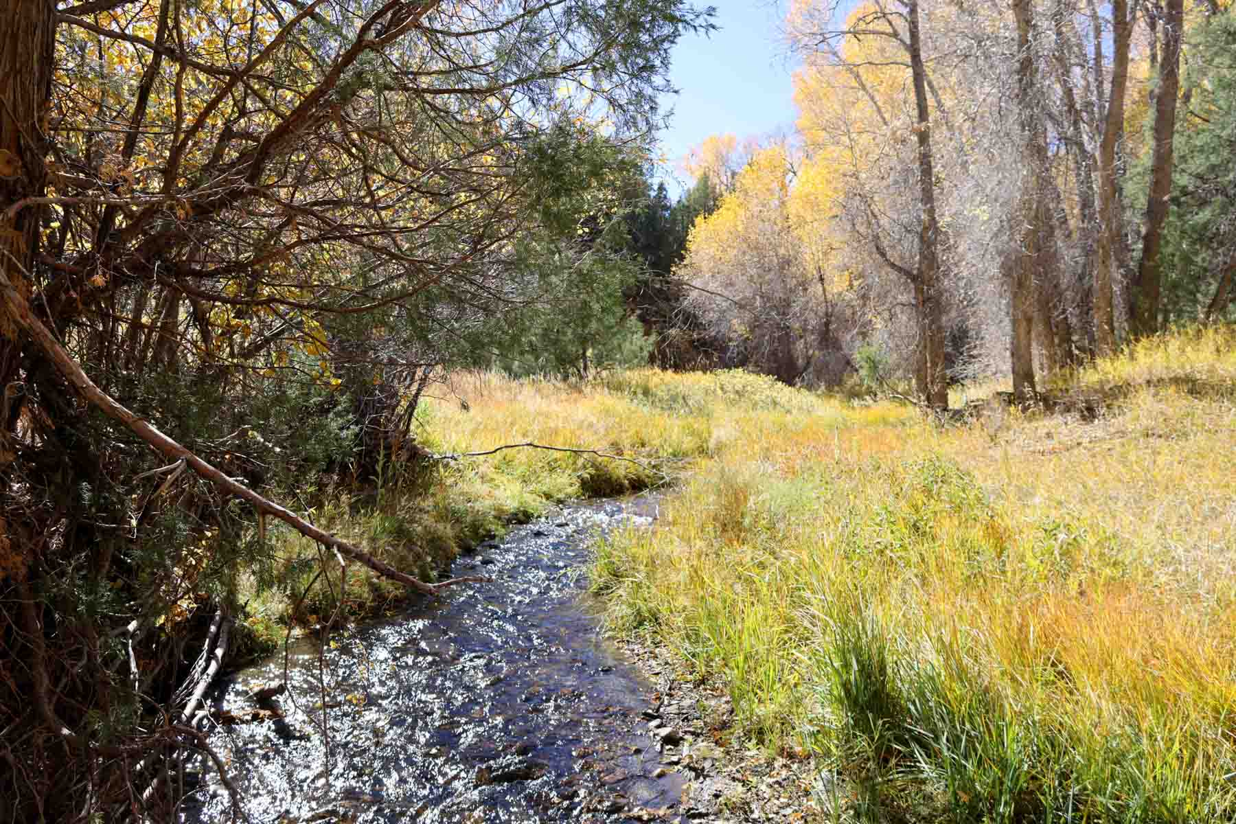 Bear Creek Valley Ranch property picture 25 of 45