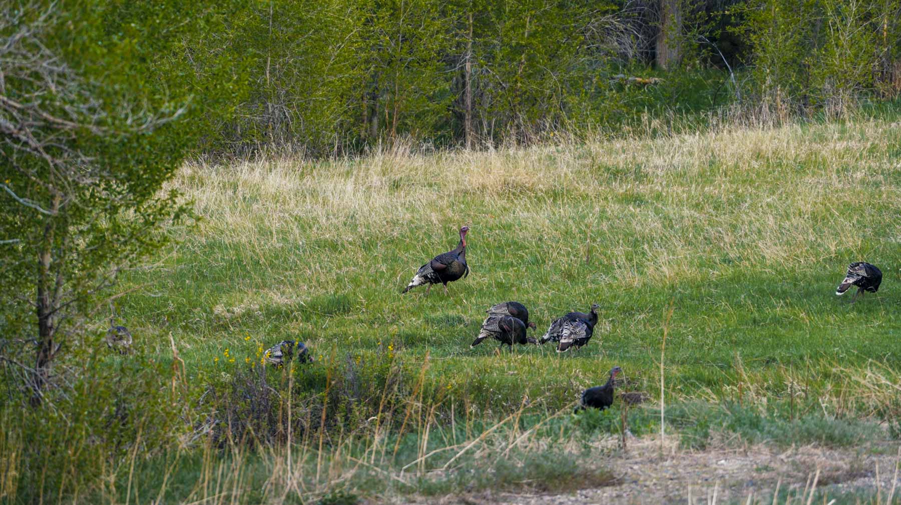 Bear Creek Valley Ranch property picture 10 of 45