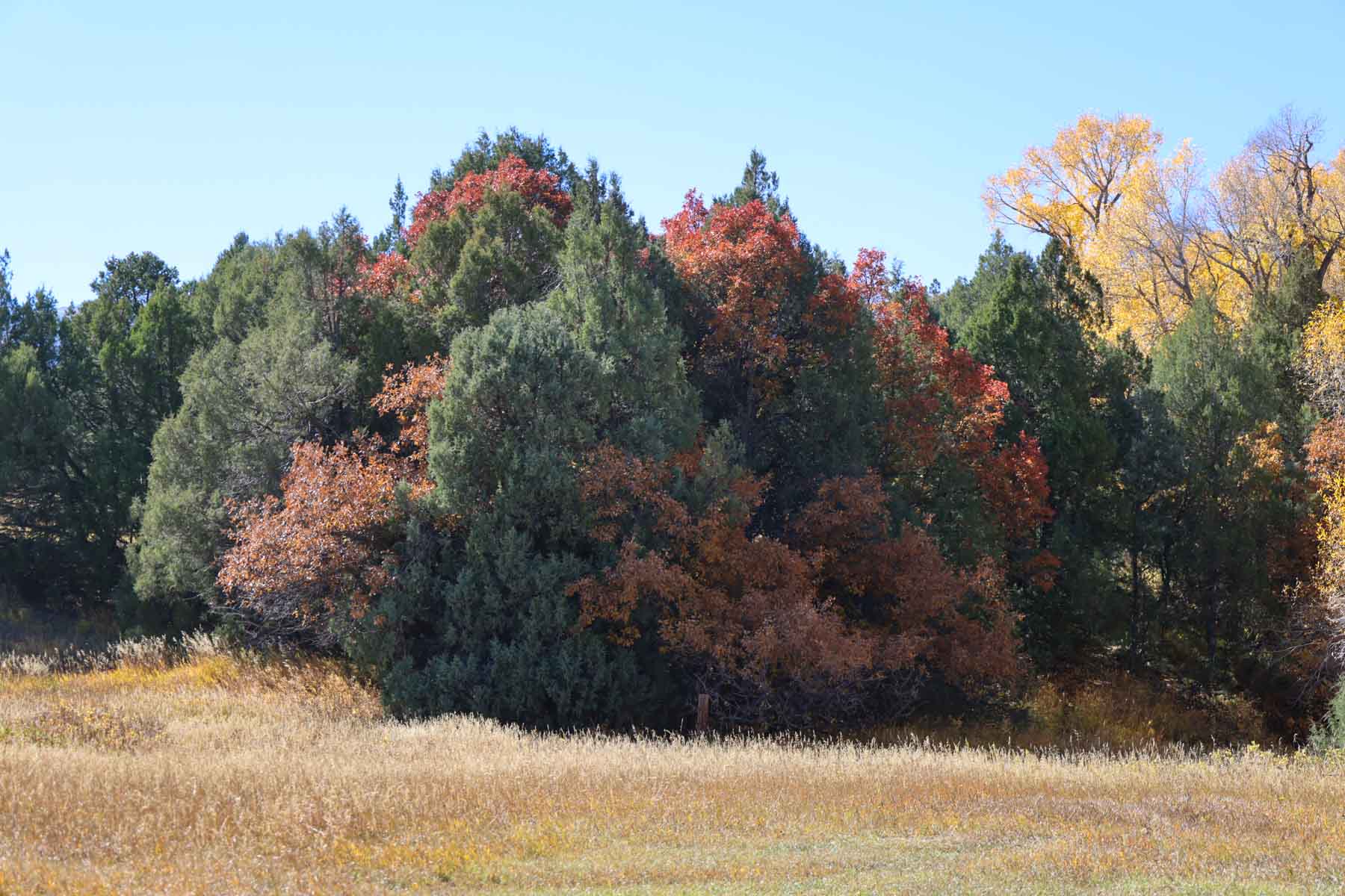 Bear Creek Valley Ranch property picture 38 of 45