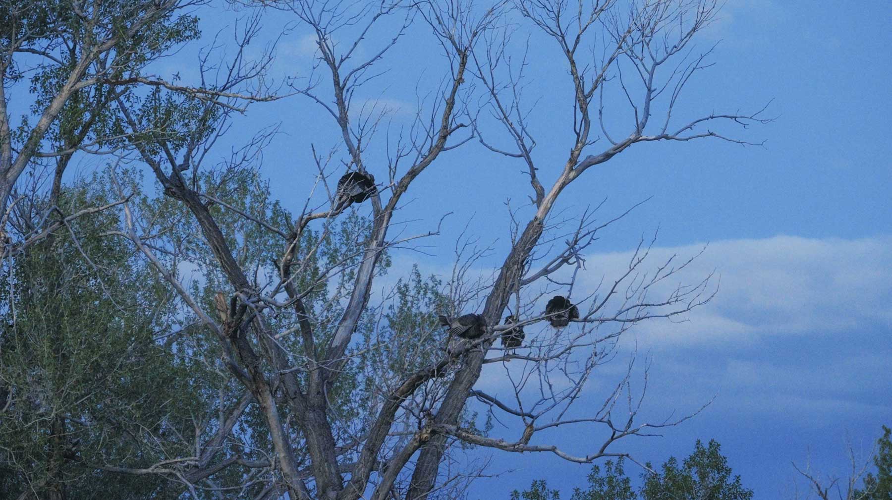 Bear Creek Valley Ranch property picture 14 of 45