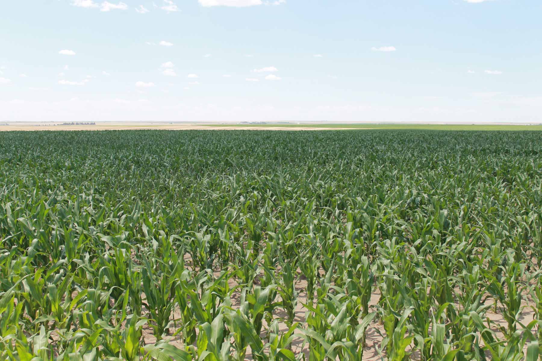 YNOT Farms property picture 6 of 17