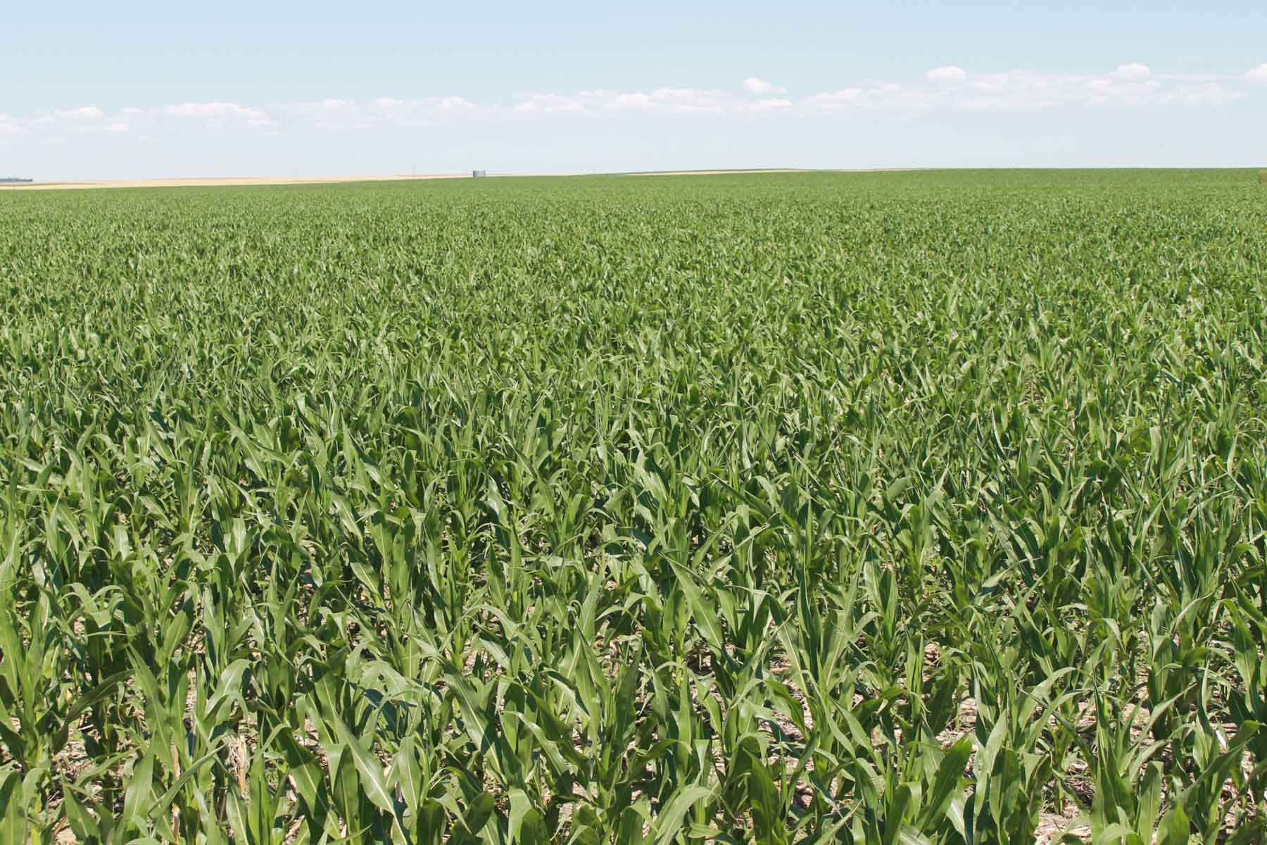 YNOT Farms property picture 3 of 17