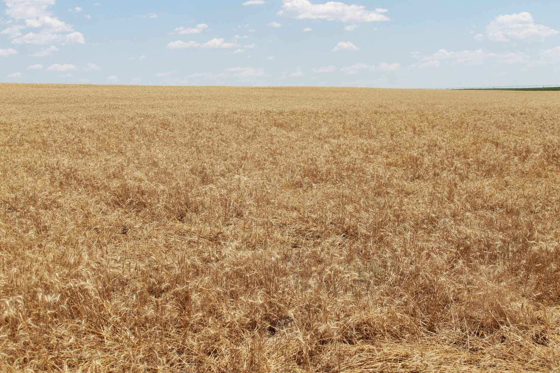 YNOT Farms property picture 9 of 17