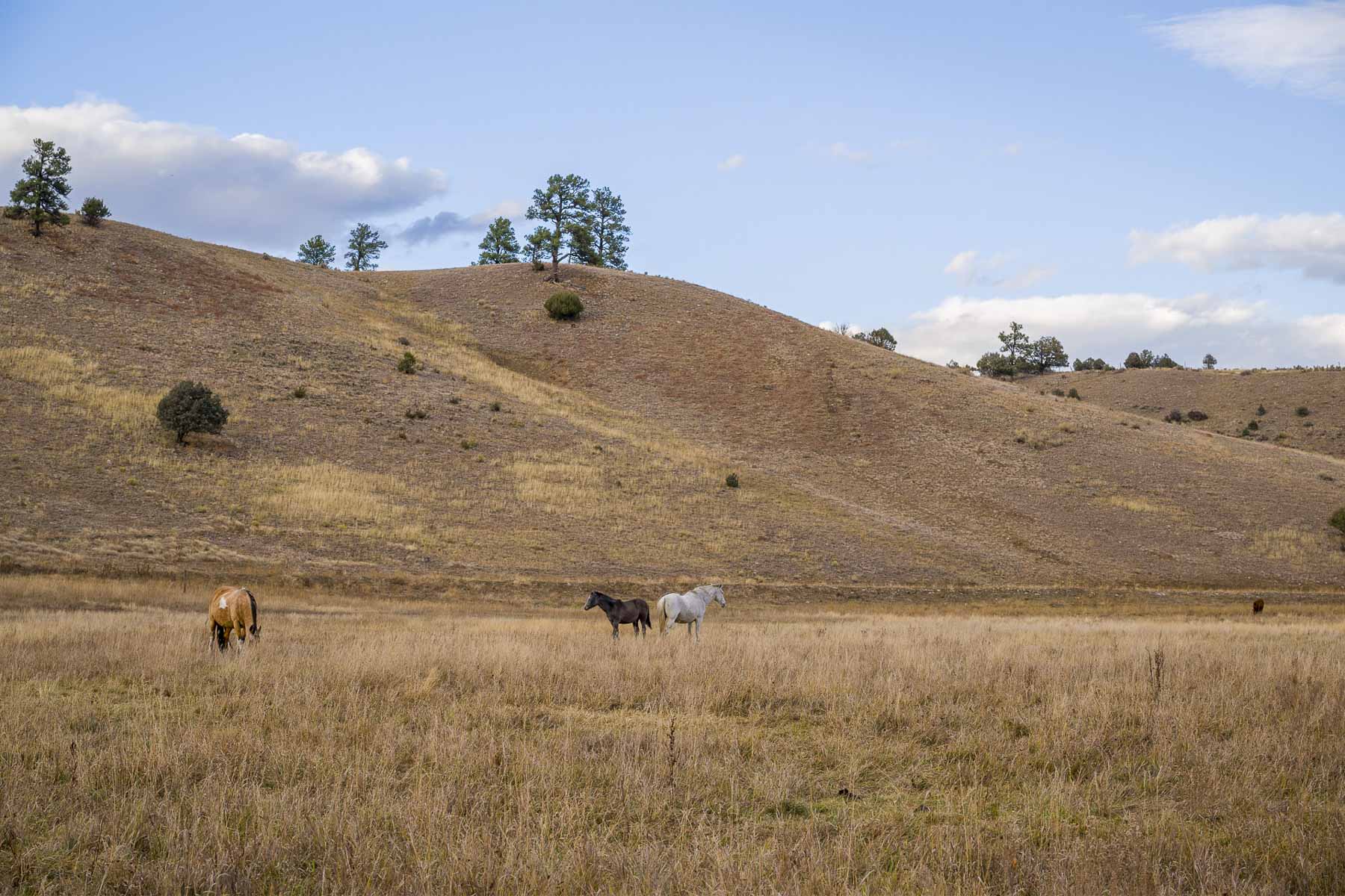Diamond M Bar Ranch property picture 65 of 73