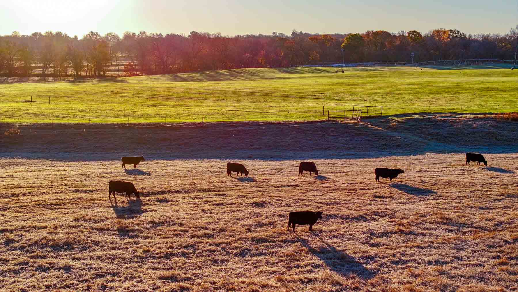 Davis Farm property picture 8 of 81
