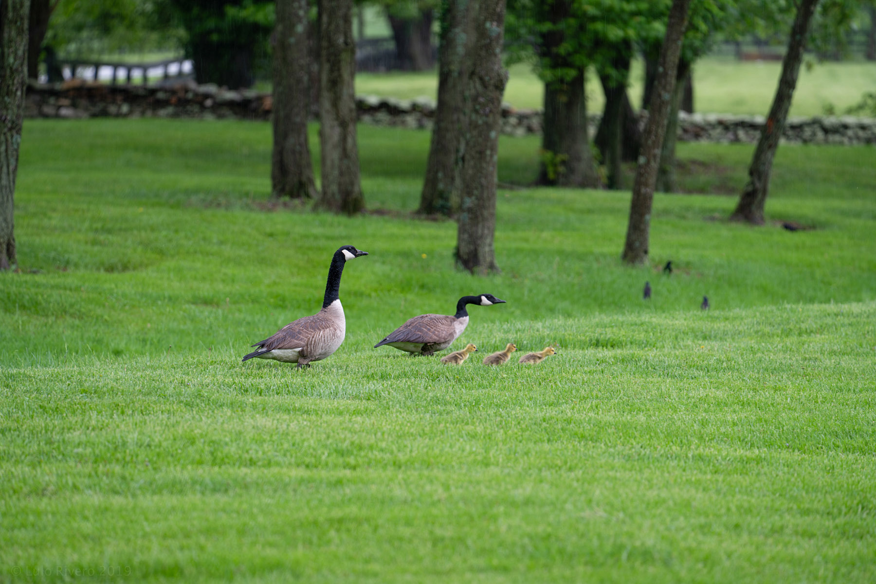 Llangollen property picture 76 of 98