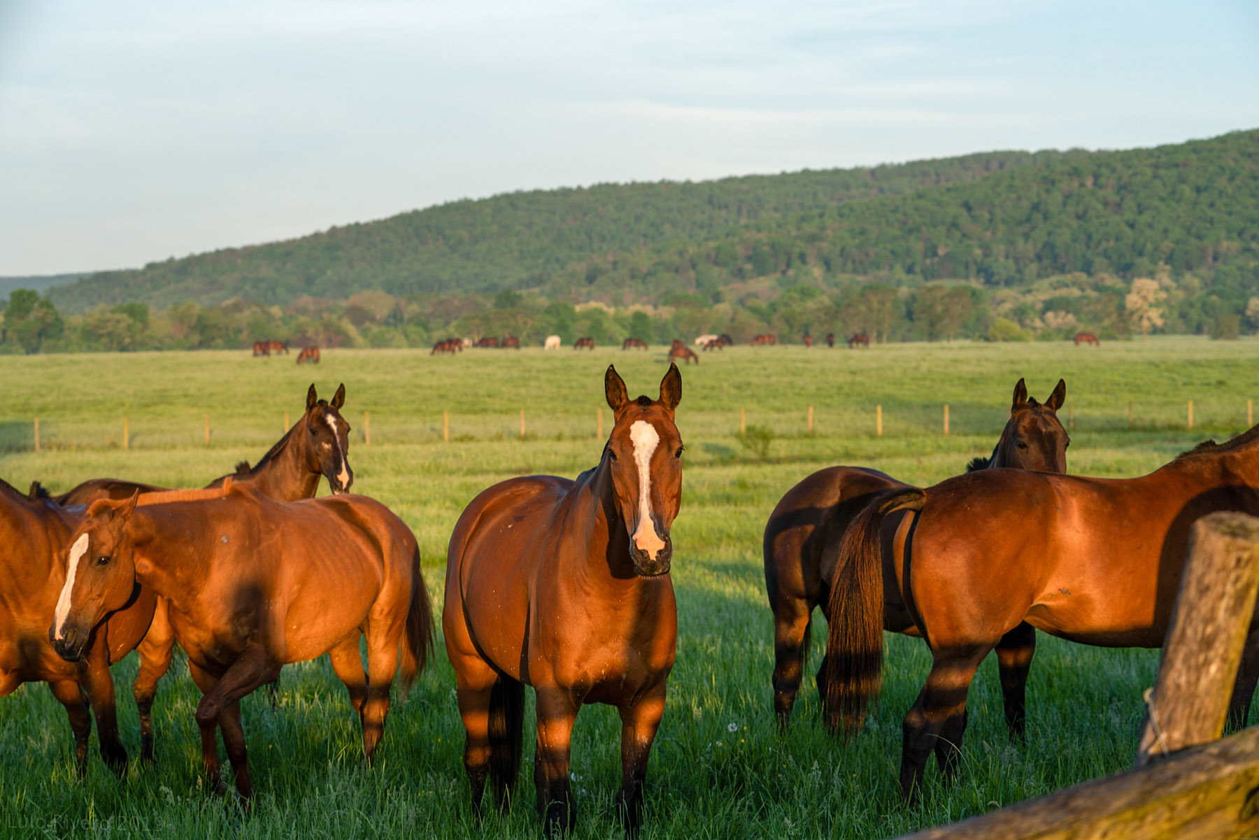 Llangollen property picture 60 of 98
