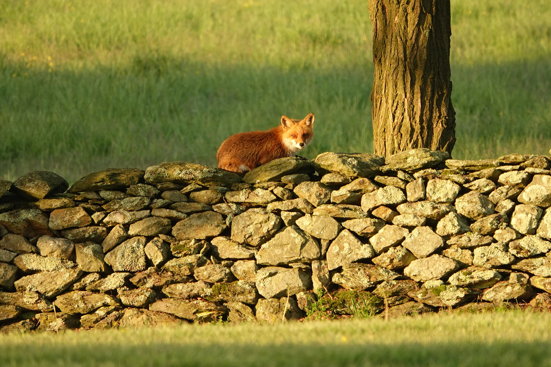 Llangollen property picture 62 of 98