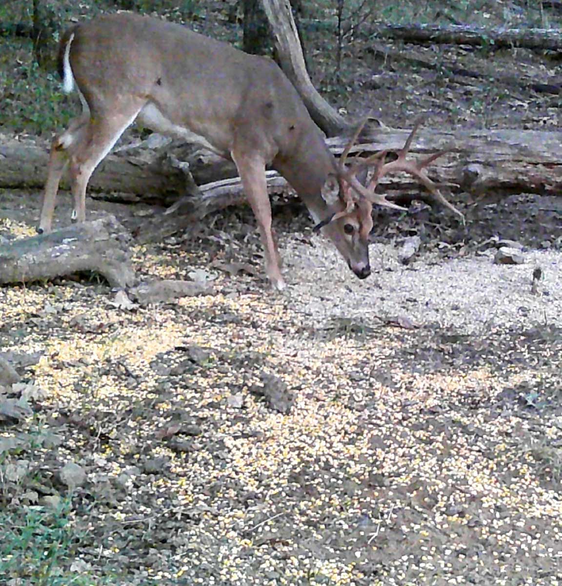 Bird Creek Crossing property picture 9 of 90