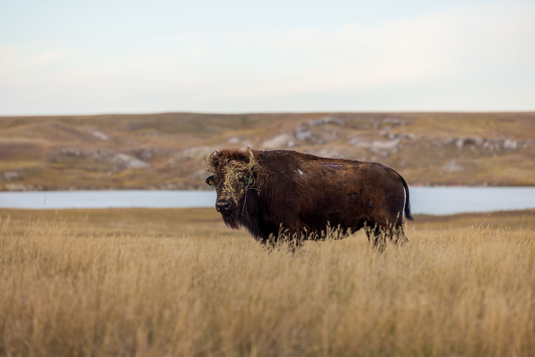 Dakota Partnership Ranch property picture 22 of 61