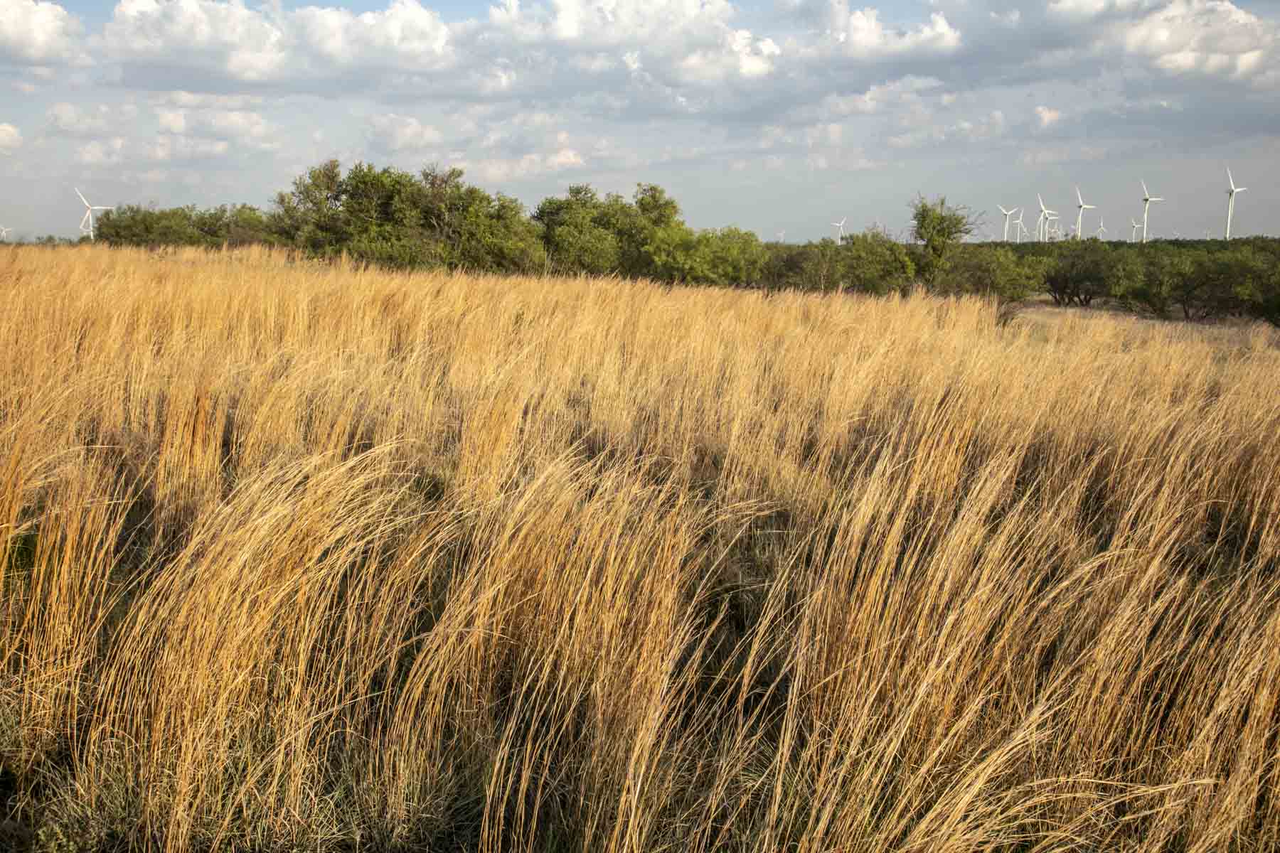 Crooked Tree Ranch property picture 52 of 68