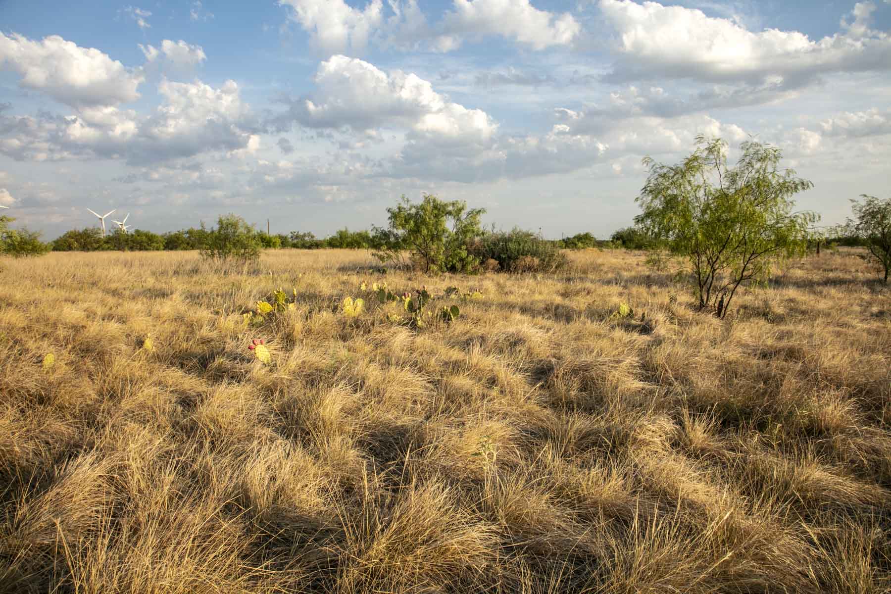 Crooked Tree Ranch property picture 48 of 68