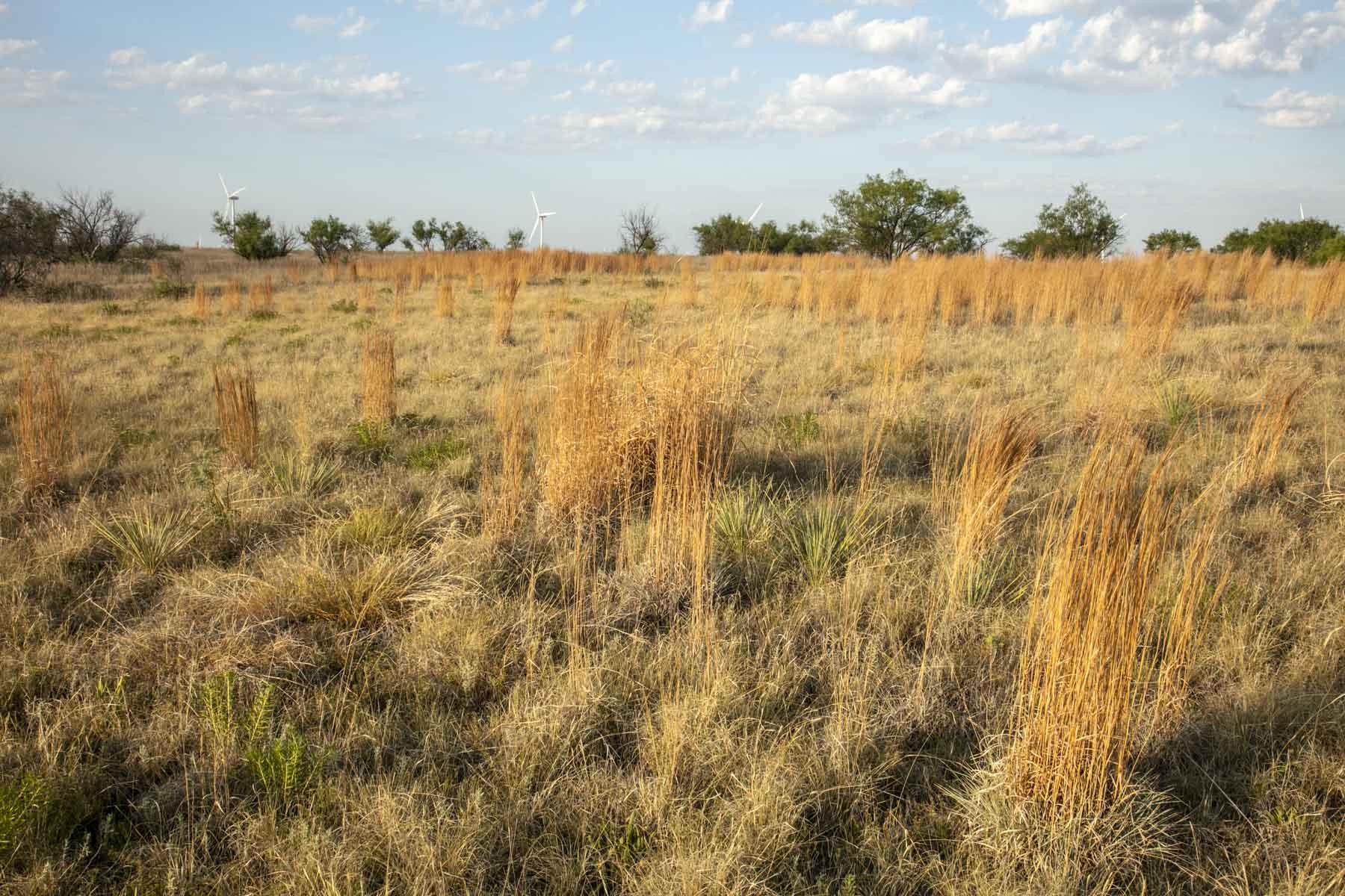 Crooked Tree Ranch property picture 50 of 68