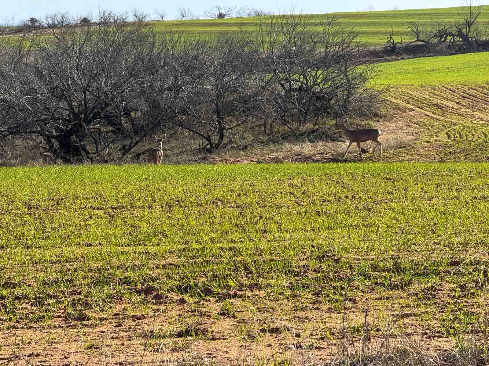 Little Red River Ranch property picture 25 of 59