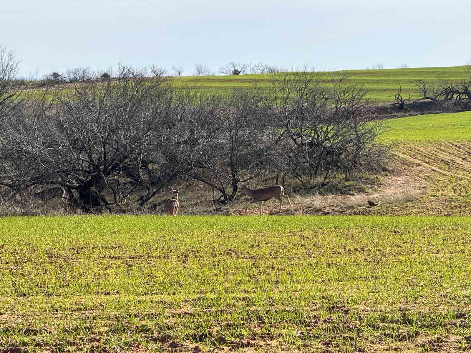 Little Red River Ranch property picture 43 of 59