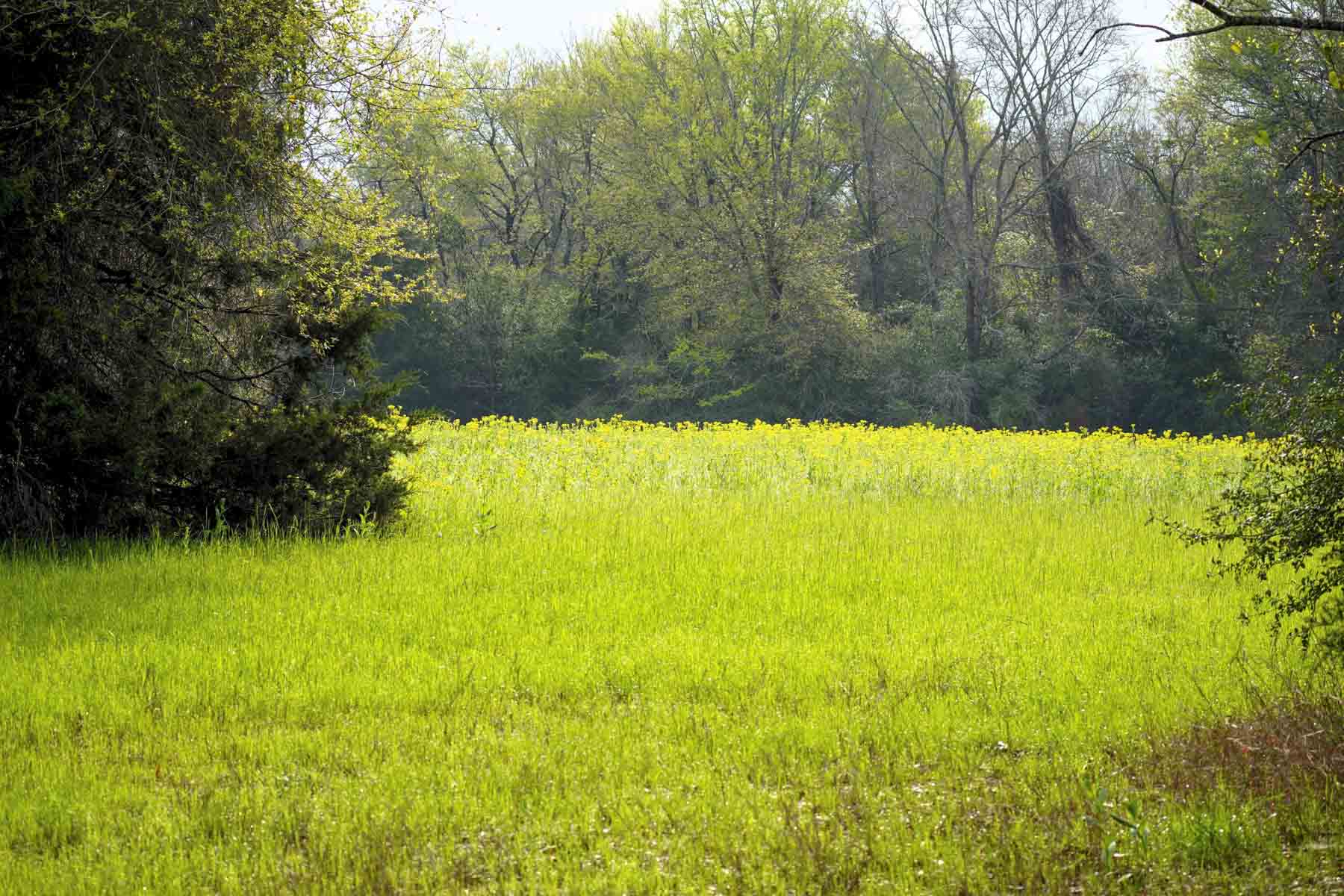 Melton Branch Ranch property picture 18 of 25