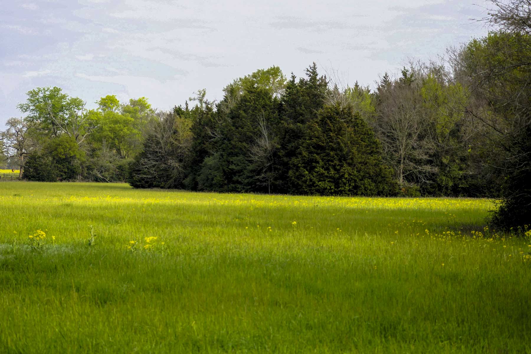 Melton Branch Ranch property picture 15 of 25