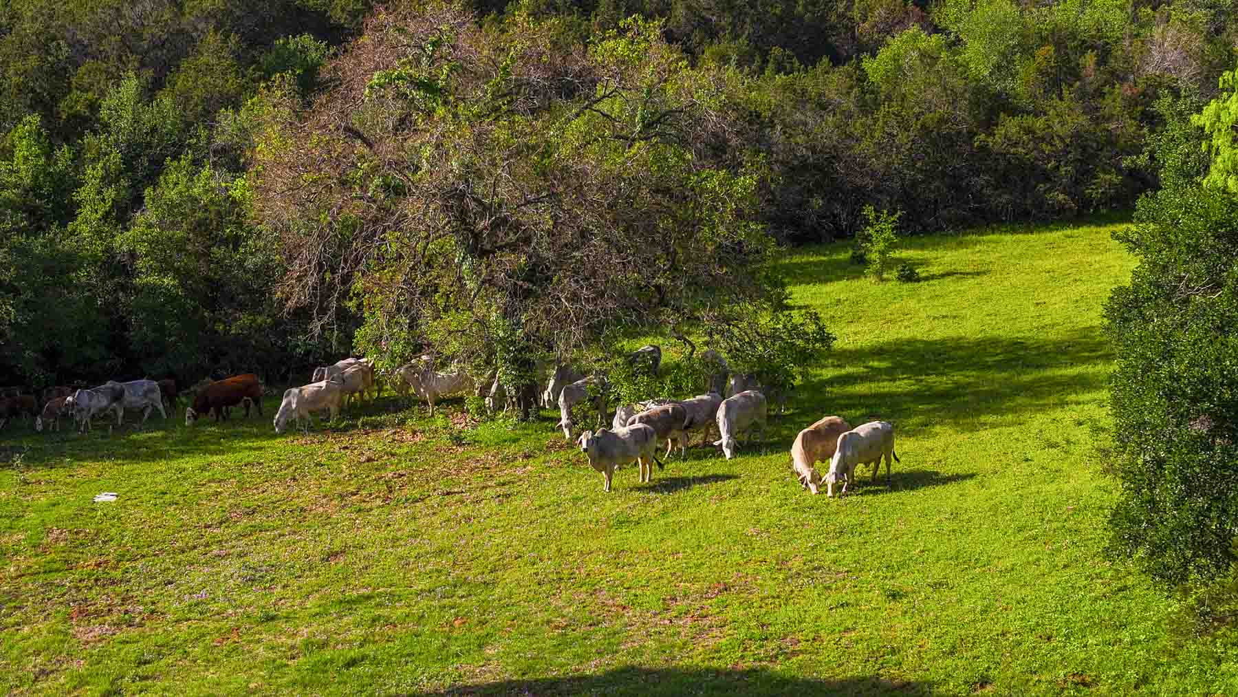 Texas River Ranch property picture 63 of 84