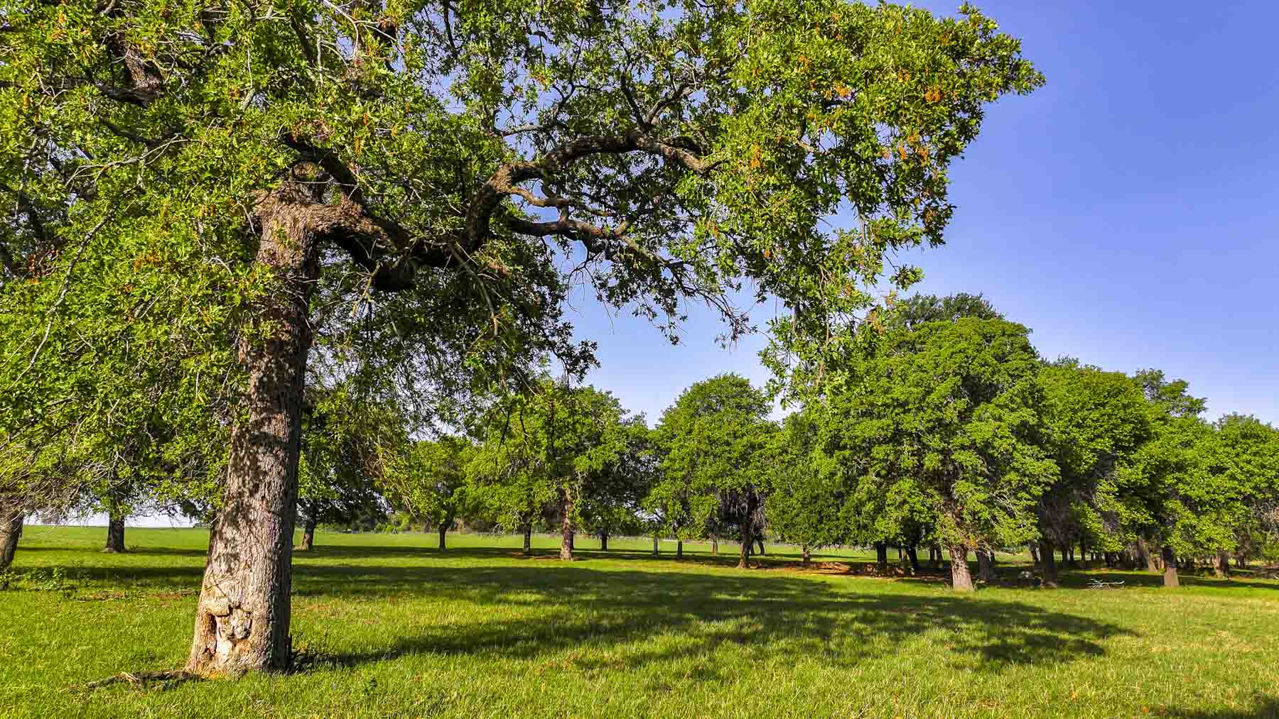 Texas River Ranch property picture 17 of 84