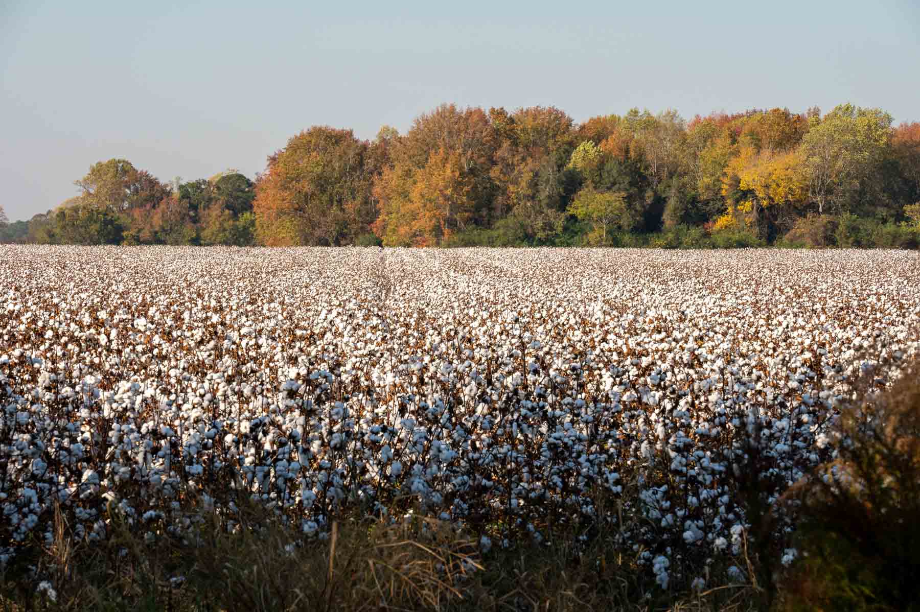 Cotton Rose Farm - Tract 5 property picture 4 of 12