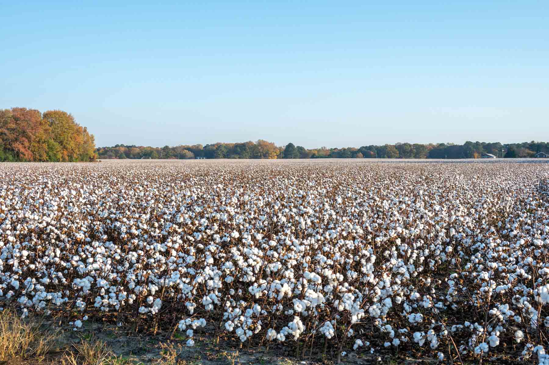 Cotton Rose Farm - Tract 5 property picture 9 of 12