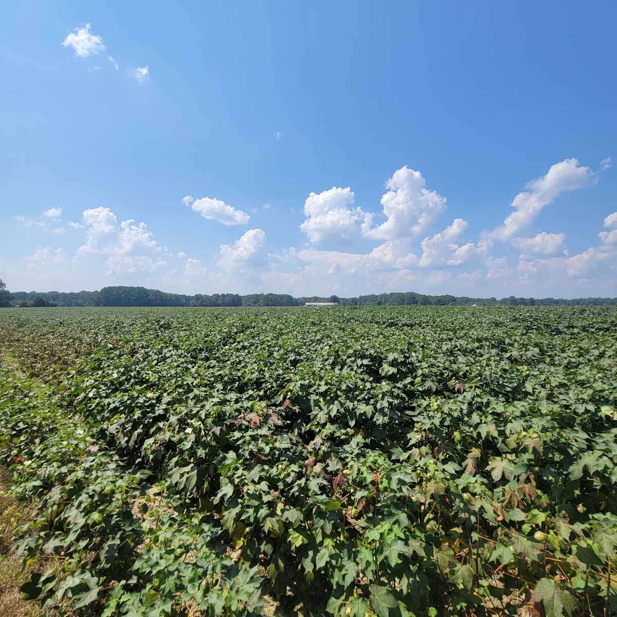 Cotton Rose Farm - Tract 5 property picture 12 of 12