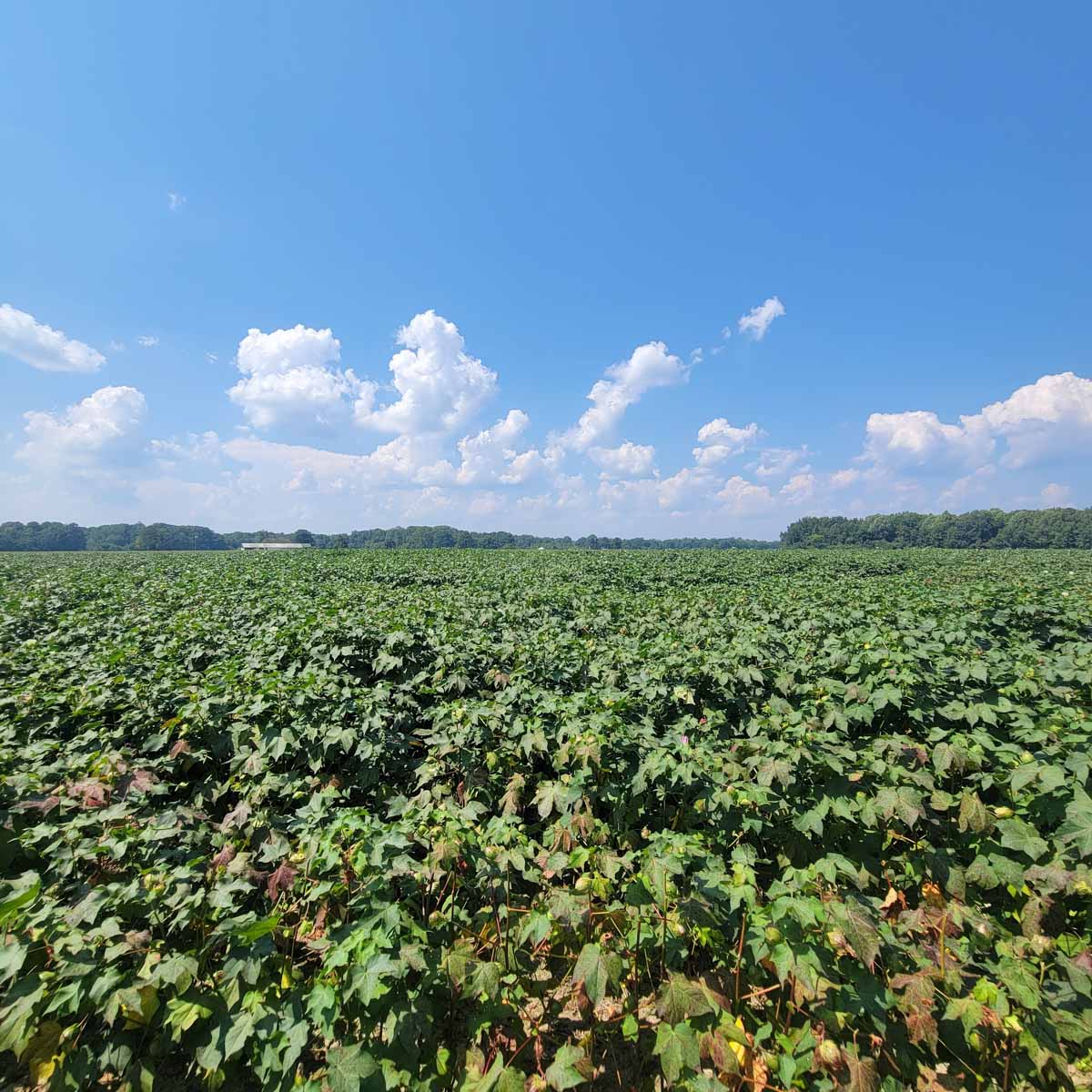 Cotton Rose Farm - Tract 5 property picture 11 of 12