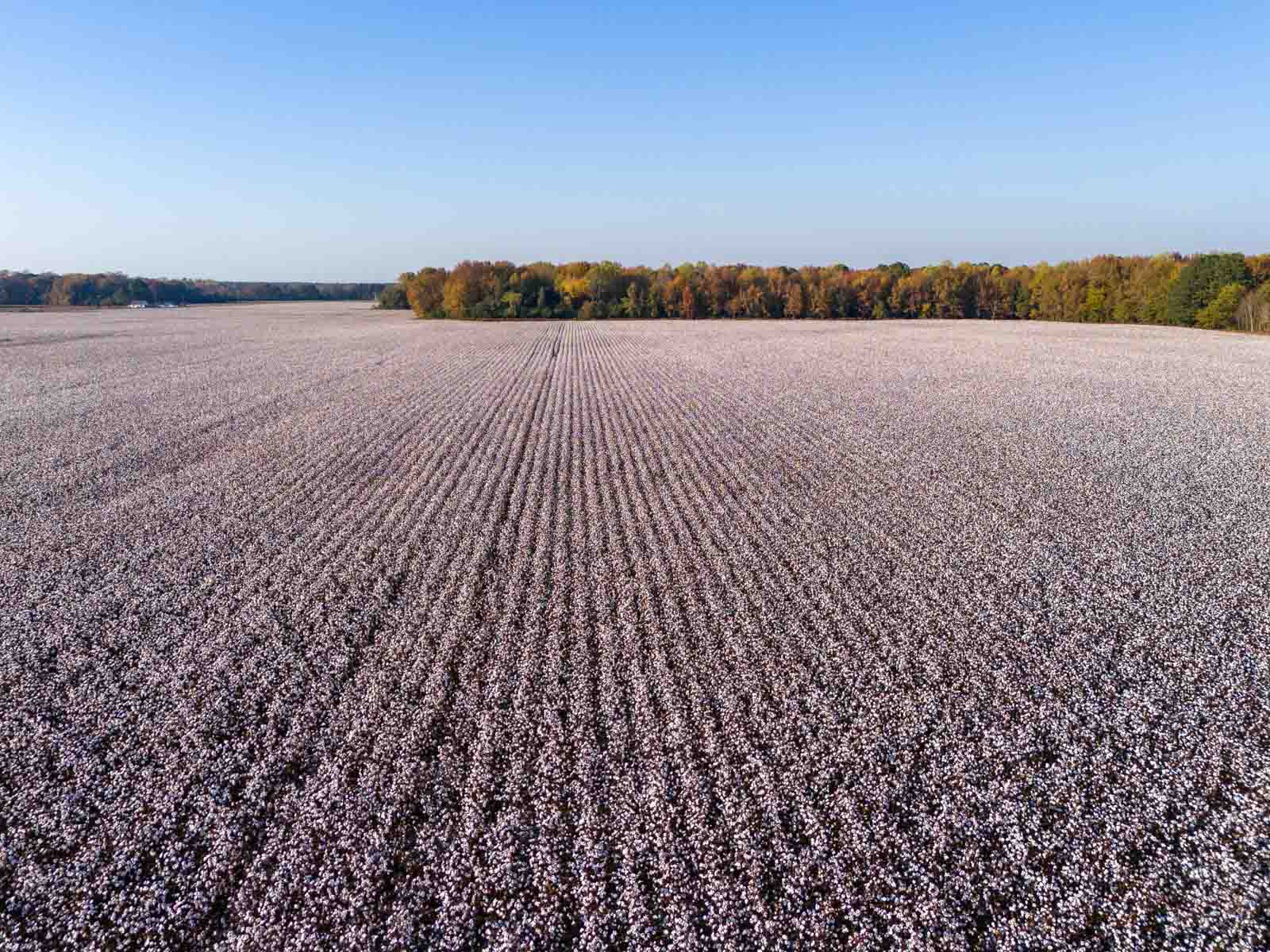 Cotton Rose Farm - Tract 5 property picture 8 of 12