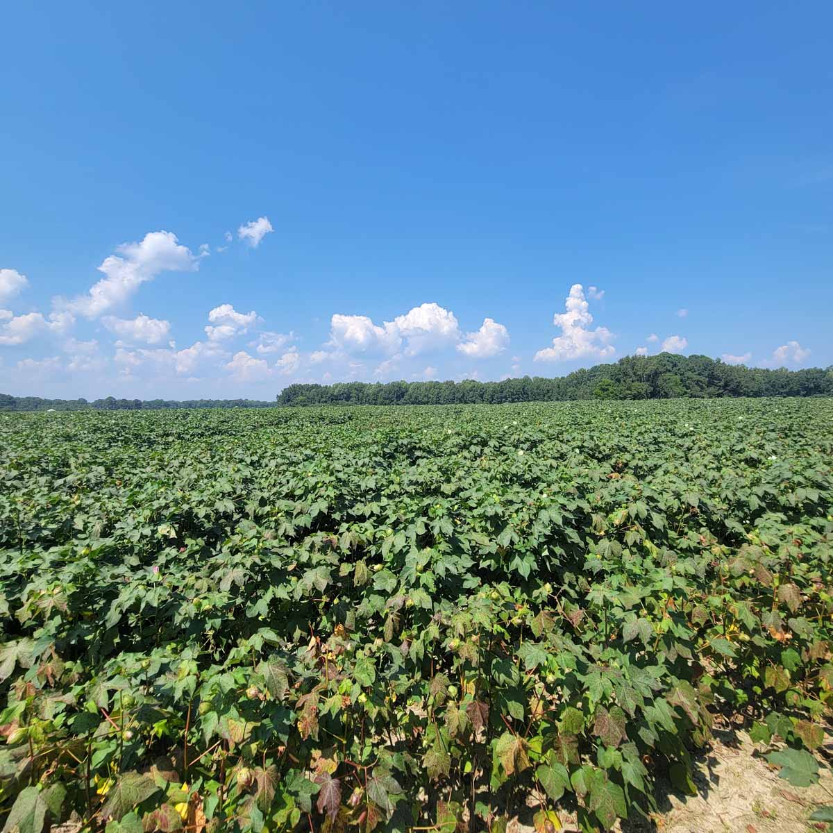 Cotton Rose Farm - Tract 5 property picture 10 of 12