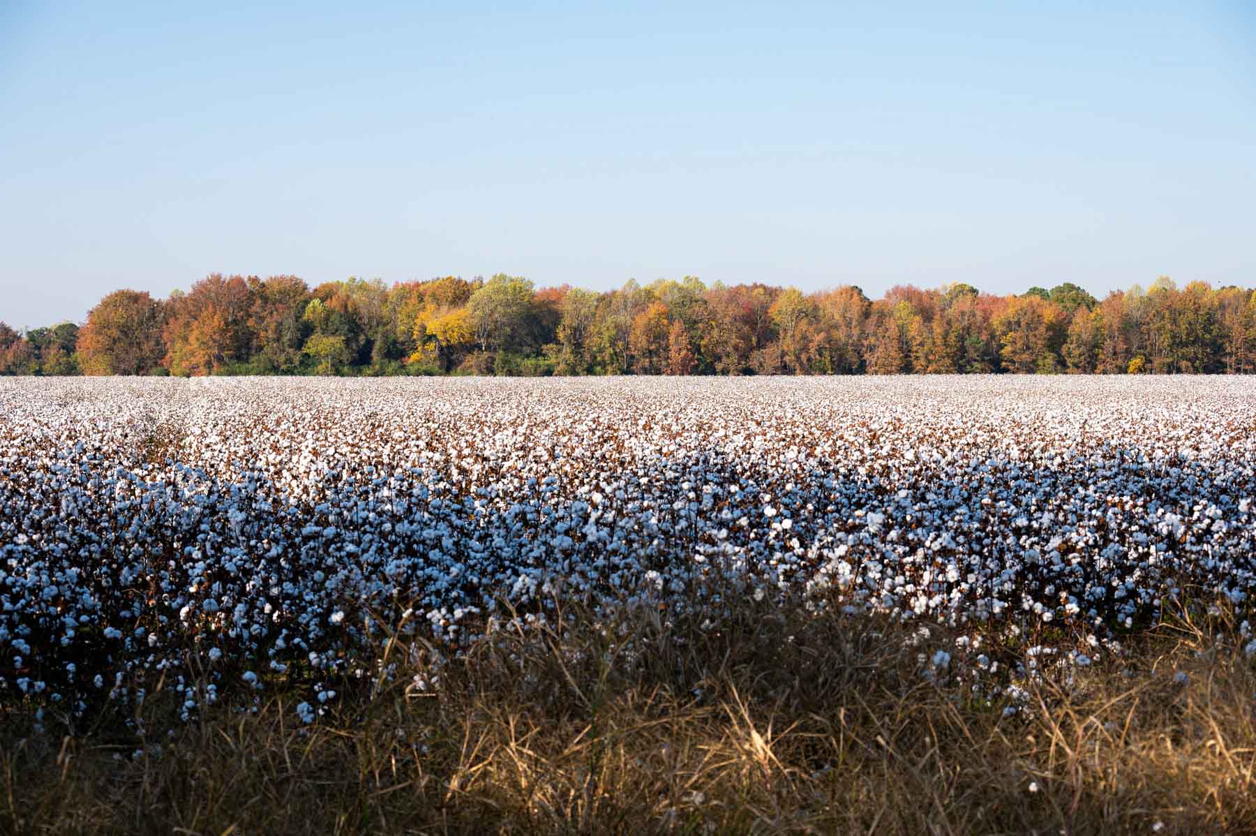 Cotton Rose Farm - Tract 5 property picture 2 of 12