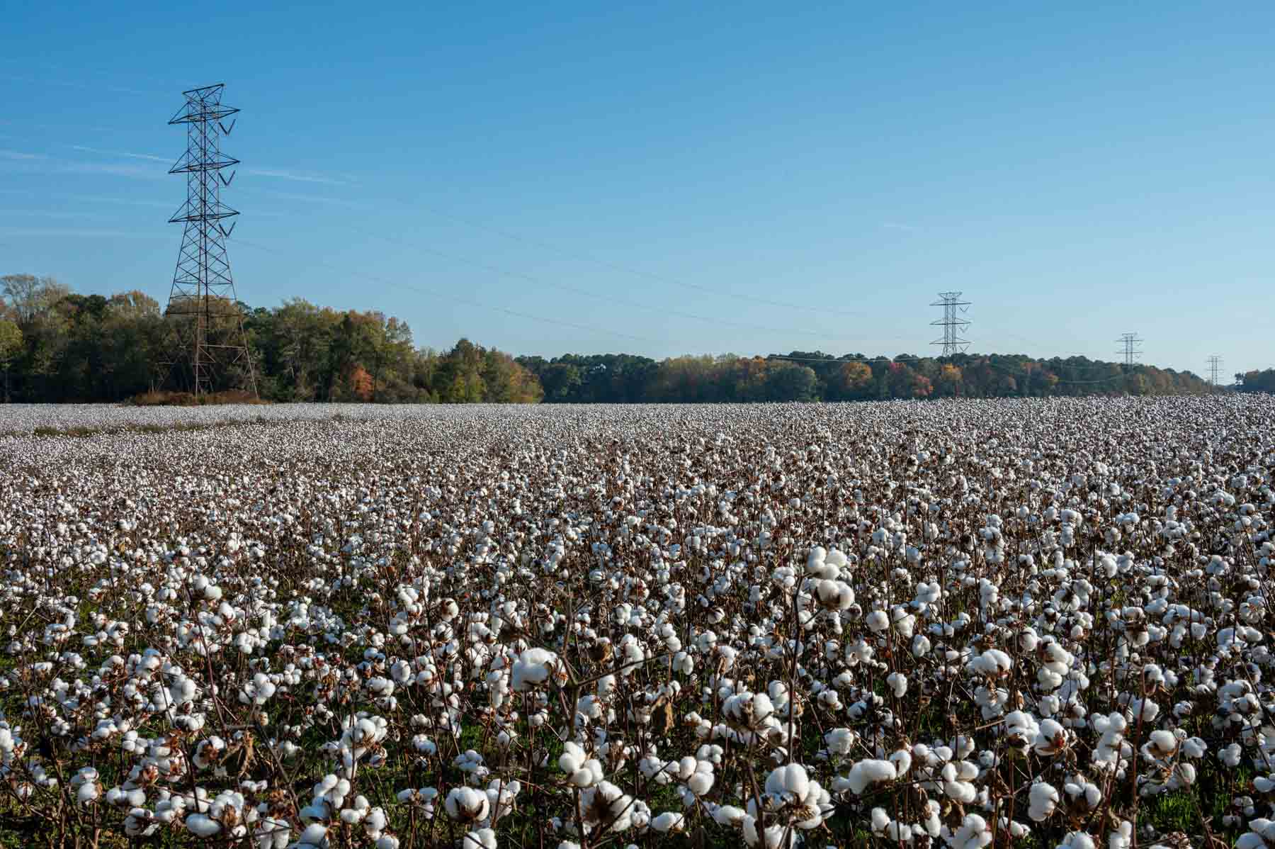 Cotton Rose Farm - Tracts 2, 3, 4, & 7 property picture 5 of 20