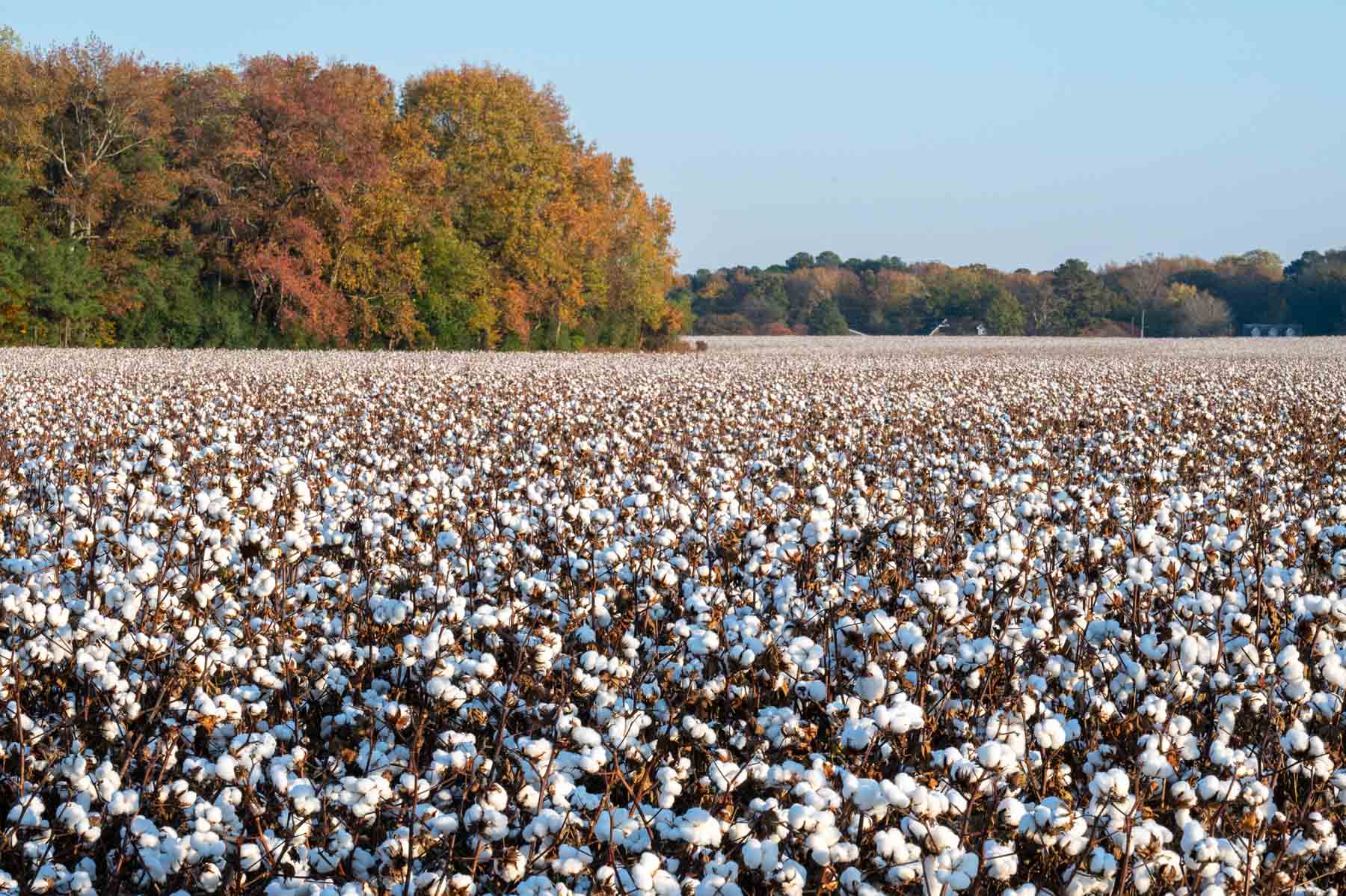 Cotton Rose Farm - Tracts 2, 3, 4, & 7 property picture 6 of 20