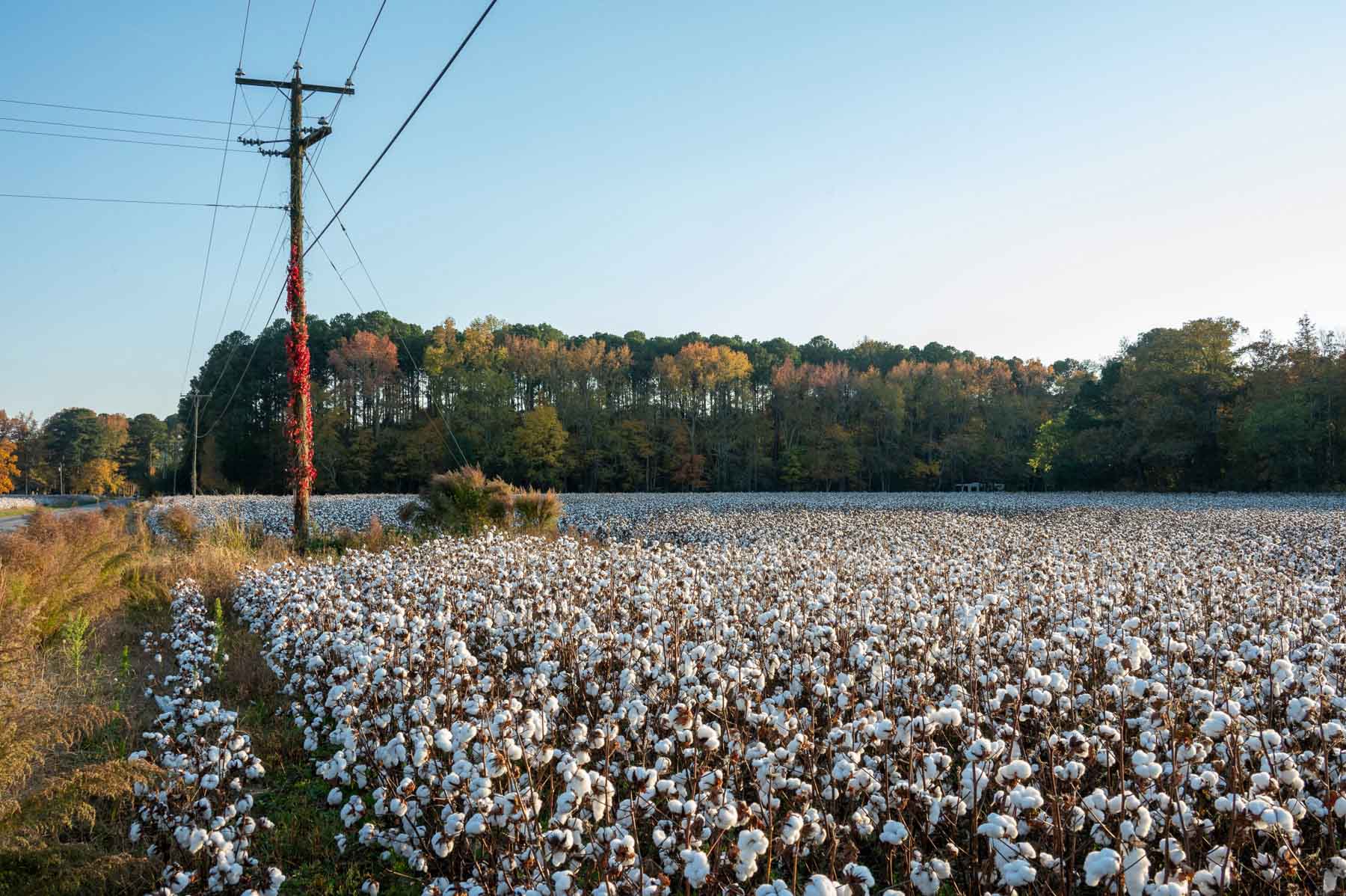 Cotton Rose Farm - Tracts 2, 3, 4, & 7 property picture 7 of 20