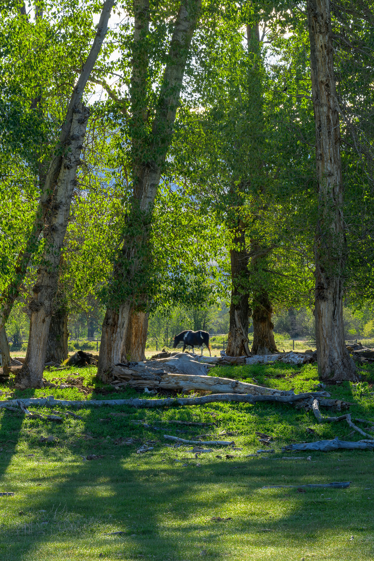 Clark Fork River Ranch property picture 25 of 55