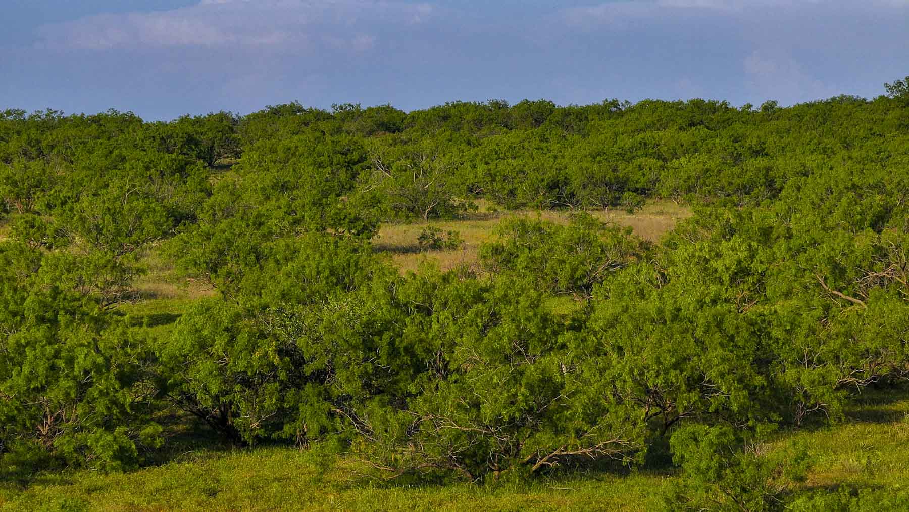 La Mariposa Ranch property picture 74 of 94