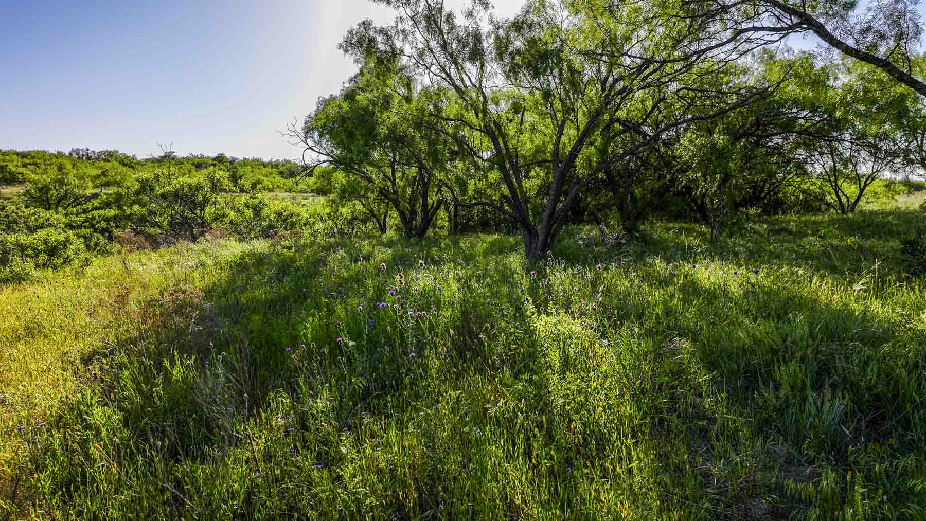 La Mariposa Ranch property picture 52 of 94