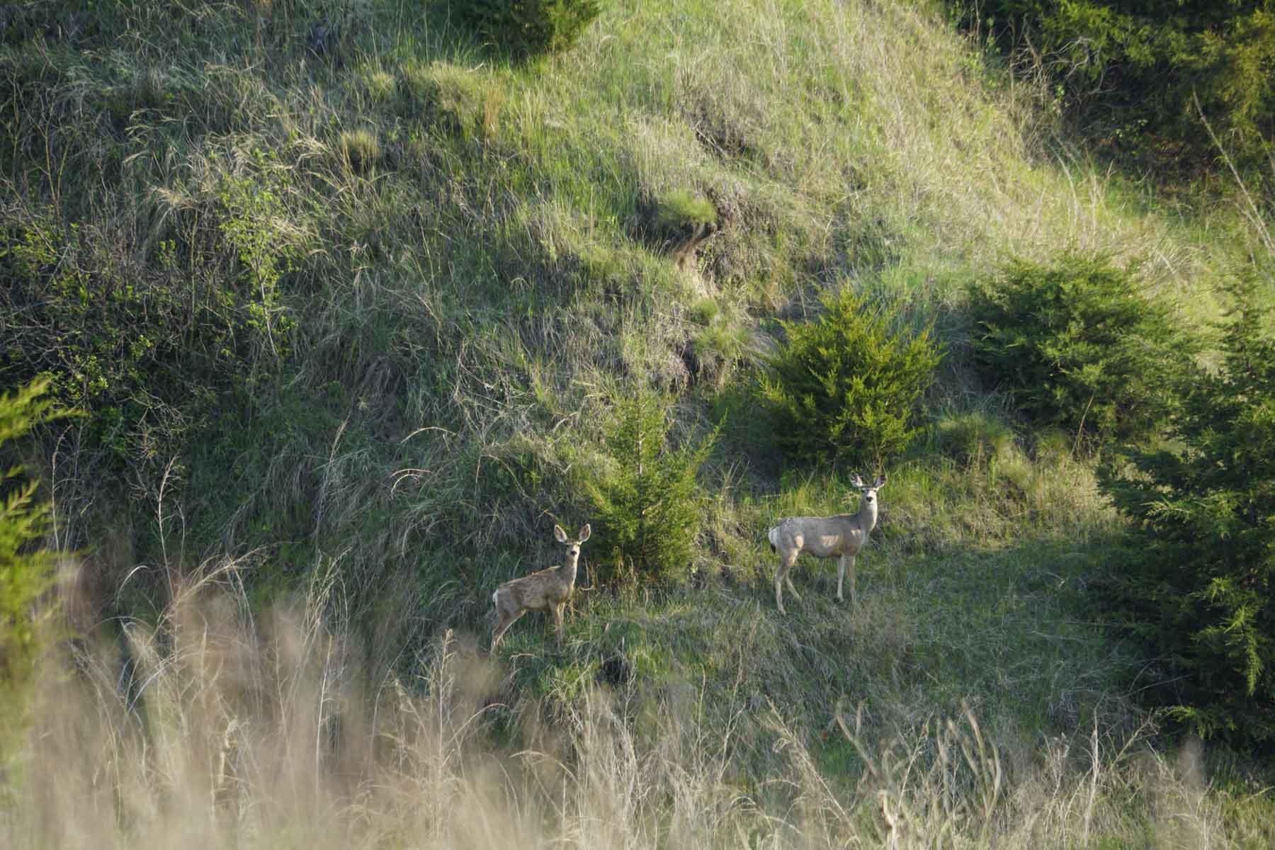 Spring Creek Canyon Ranch property picture 64 of 73