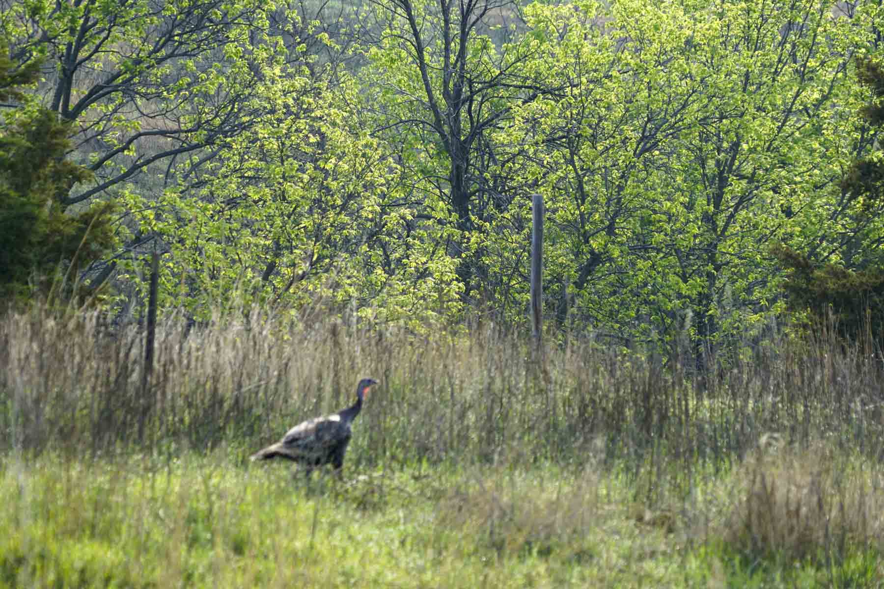 Spring Creek Canyon Ranch property picture 66 of 73