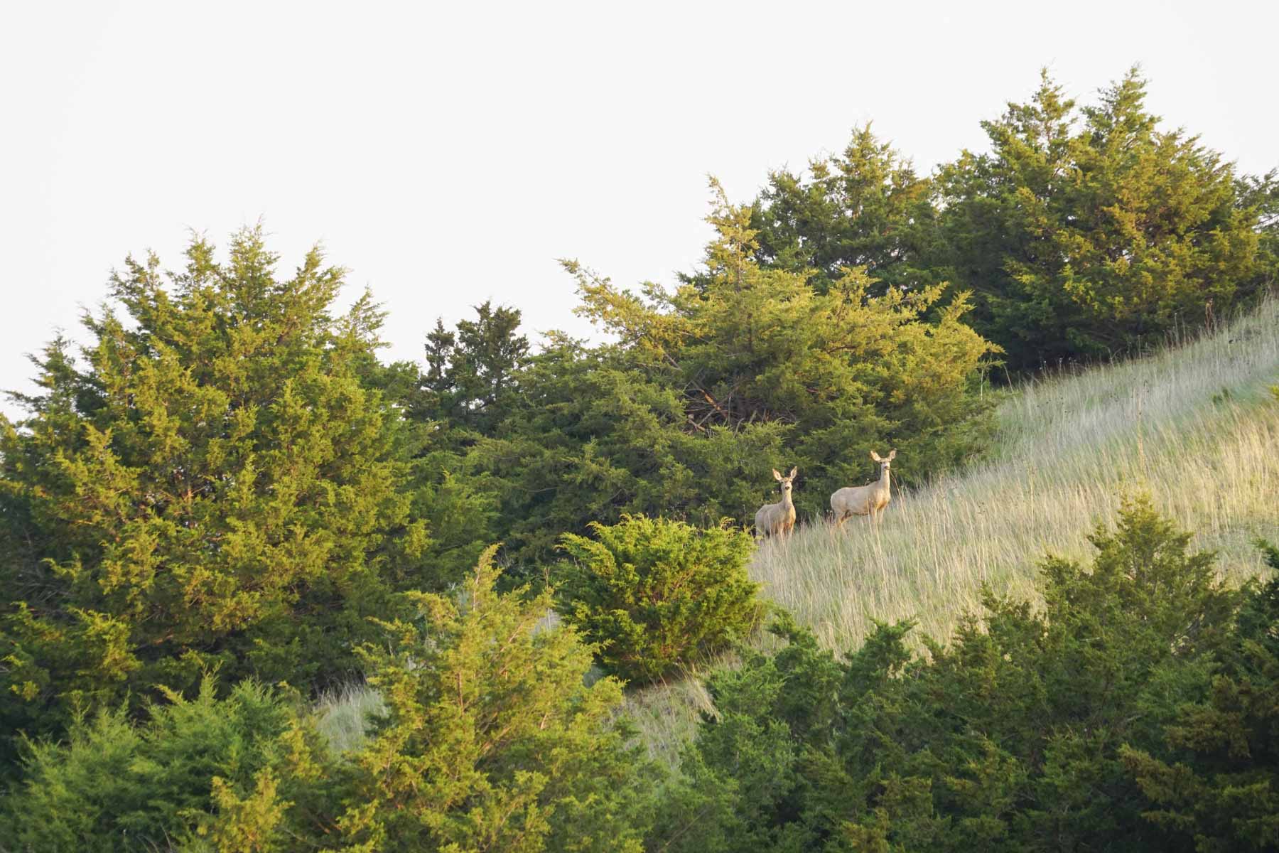 Spring Creek Canyon Ranch property picture 8 of 73