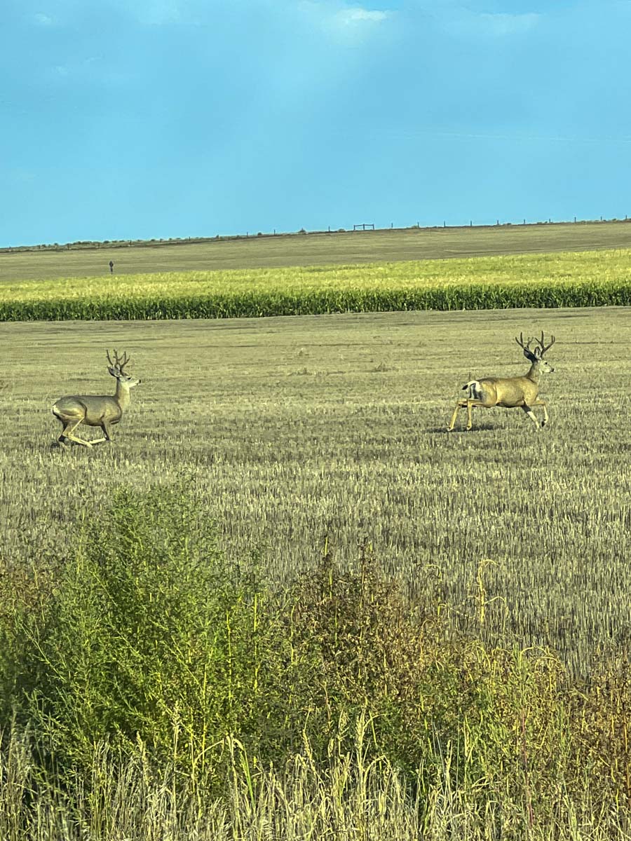Spring Creek Canyon Ranch property picture 26 of 73
