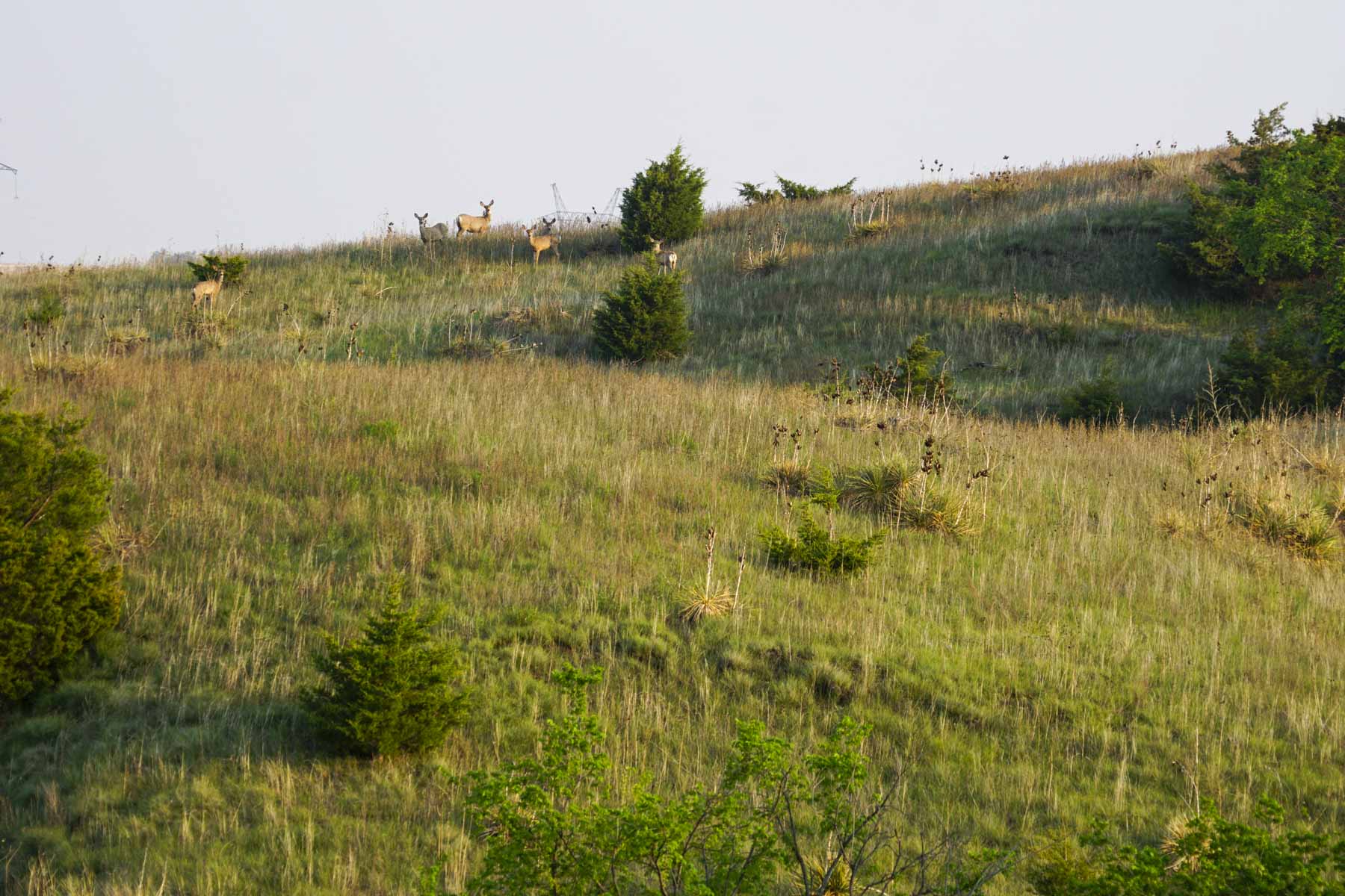 Spring Creek Canyon Ranch property picture 38 of 73