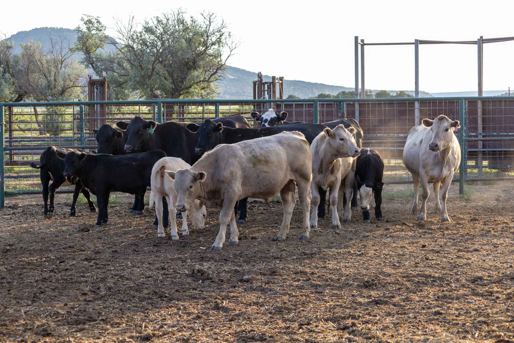 Great Western Ranch property picture 105 of 144