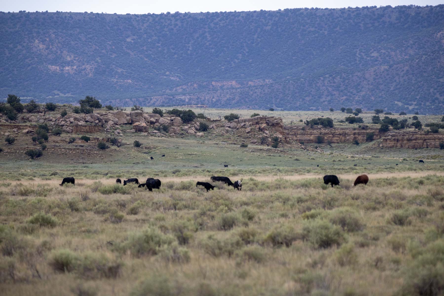 Great Western Ranch property picture 113 of 144