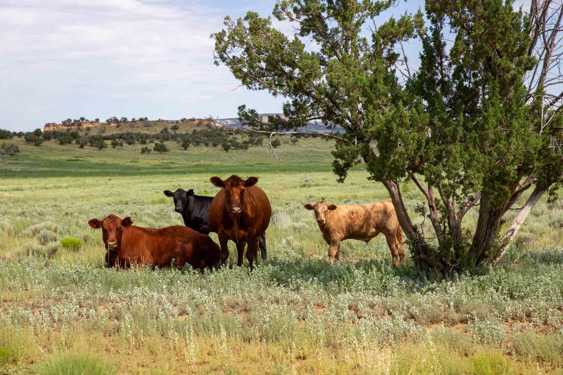 Great Western Ranch - Sold - New Mexico - Hall and Hall