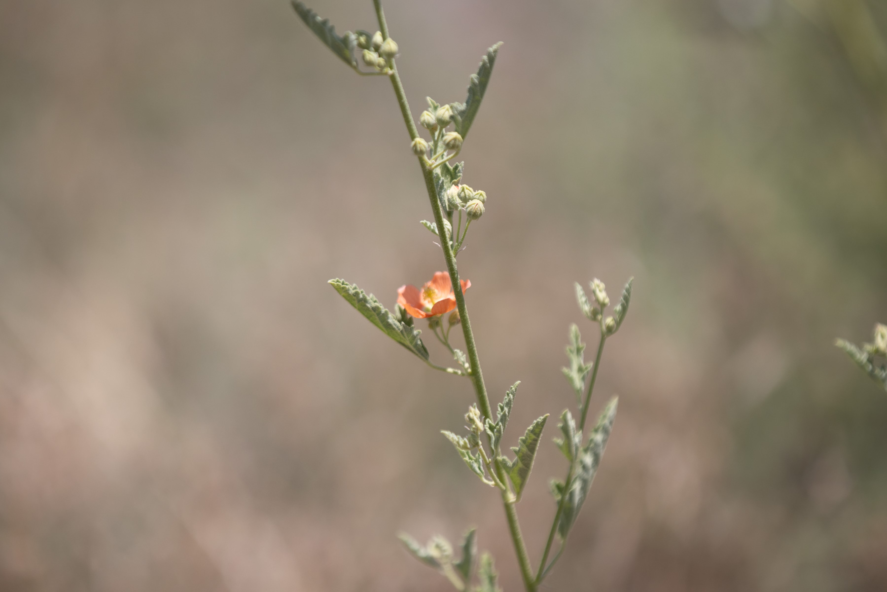 Great Western Ranch property picture 27 of 144