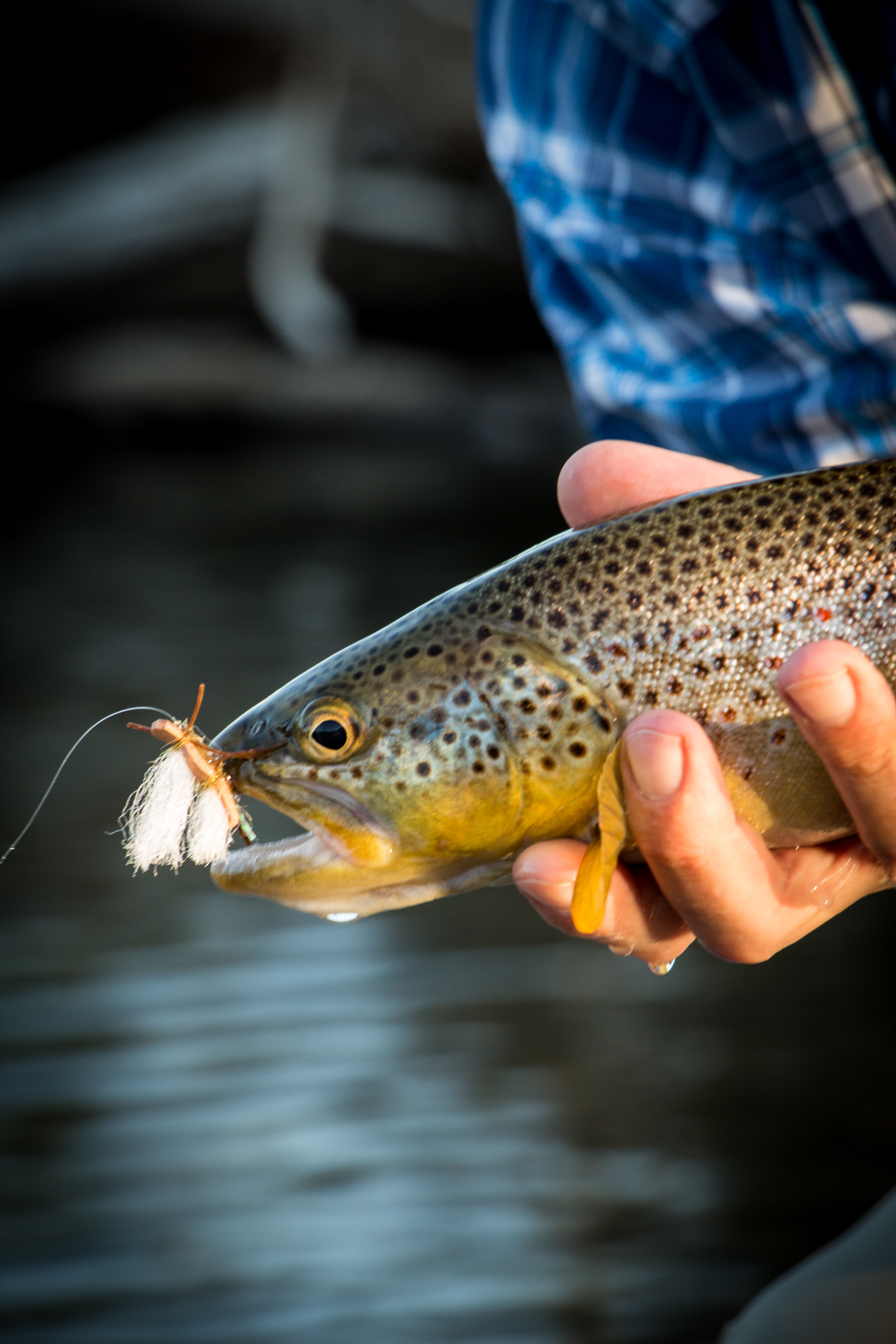 Yellowstone Bluff Ranch property picture 10 of 52