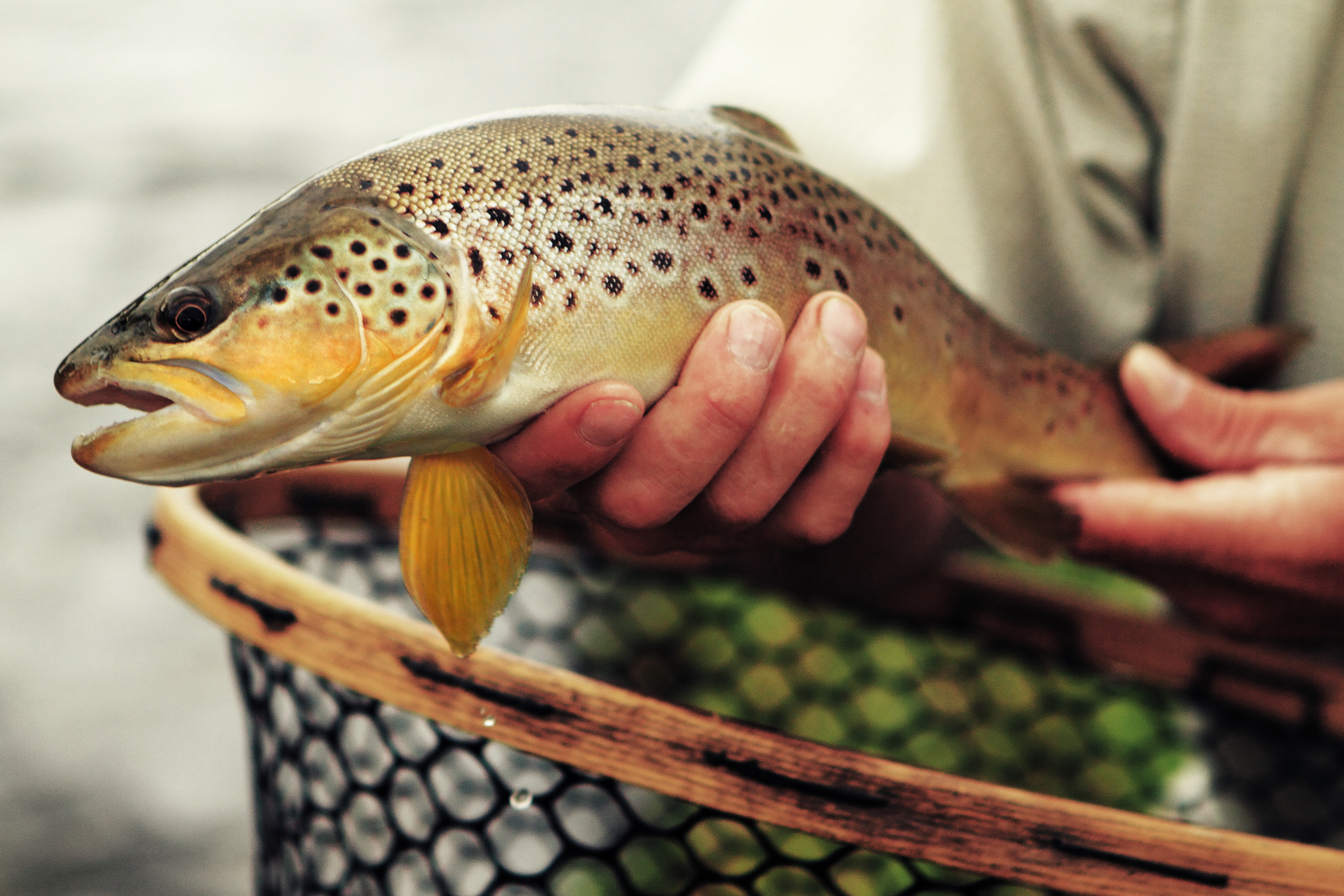 Yellowstone Bluff Ranch property picture 9 of 52